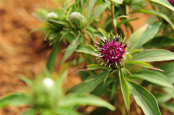 云南中醫學院_蒼術