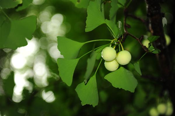 云南中醫學院_銀杏